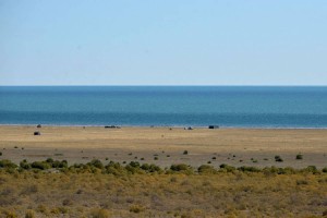 
                    Саксаулом засадят более 1 млн гектаров дна Аральского моря
                