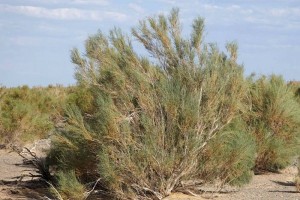 
                    На дне Аральского моря посадят саксаул
                