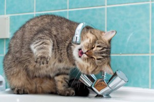 
                    В двух районах Алматы временно отключат холодную воду
                