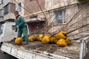 
                    Стартовала акция по раздаче саженцев жителям Алматы
                