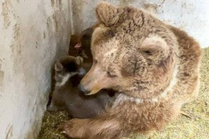 
                    В Алматинском зоопарке медведица два месяца прятала новорожденных медвежат
                