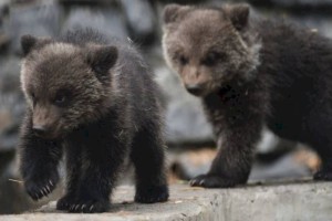 
                    В зоопарке Алматы у тянь-шаньских бурых медведей родились медвежата
                