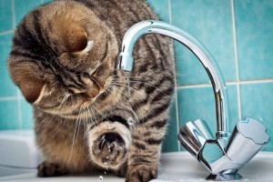 
                    Холодную воду временно отключат в двух районах Алматы
                