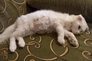 
                    Жительница Алматы считает, что ее кот заразился коронавирусом
                