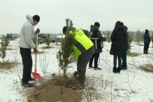 
                    Алматинские экоактивисты отметили День Независимости посадкой деревьев
                