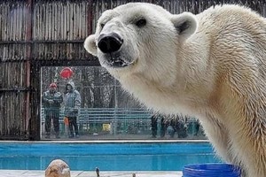 
                    В зоопарке Алматы усыпили белого медведя
                