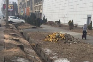 Более десятка деревьев вырубили в центре Алматы: власти ведут расследование