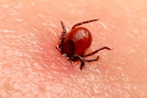 В ВКО выявлен случай клещевого вирусного энцефалита