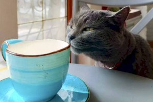В Алматы работает первое кошачье кафе для людей