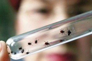 
                    В Алматы увеличились случаи заболевания клещевым энцефалитом и болезнью Лайма
                