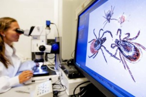 В Шымкенте зарегистрирован случай с подозрением на Конго-крымскую лихорадку