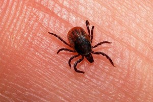 
                    В Алматы и окрестностях максимальный пик активности клещей приходится на май-июнь
                