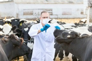 
                    Вакцинация птиц и животных стартовала в Казахстане
                