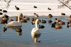
                    В Казахстане проводится зимний учет водоплавающих и околоводных птиц
                