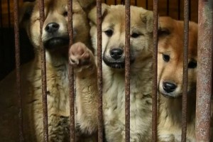 Жителям Южной Кореи могут запретить есть собак