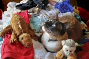 
                    Британские коты-клептоманы обокрали соседей на 300 фунтов стерлингов
                