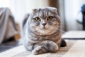 
                    Звездная кошка заработала почти 100 млн долларов
                