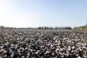 В Туркестанской области впервые внедрено капельное орошение на хлопковых полях