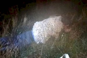 
                    Преступник пытался бежать из тюрьмы, притворившись овцой
                