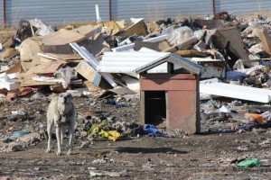 
                    Более тысячи несанкционированных свалок зафиксировано в Казахстане
                