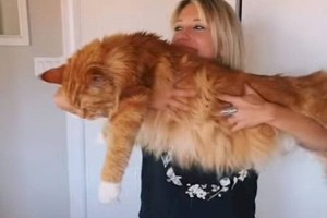 
                    Гигантского домашнего кота часто путают с другими животными
                