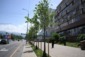 
                    Аким Алматы поручил усилить контроль за поливом и уходом за зелеными зонами
                