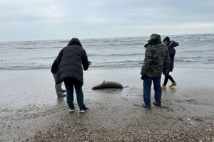 
                    У погибших на побережье Каспийского моря тюленей не обнаружили птичий грипп
                