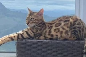 
                    Породистую домашнюю кошку пожарные приняли за ягуара, поймали и выпустили в лес
                