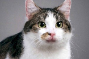 
                    Спрос на клонированных домашних животных растет в Китае
                