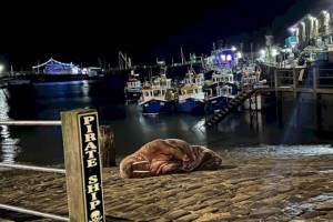 
                    Власти английского города Скарборо отменили новогодний фейерверк из-за моржа
                