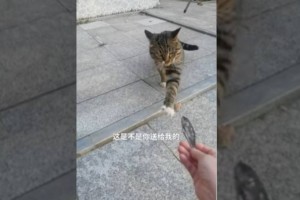 Видео с бездомной кошкой, подарившей женщине сушеную рыбу, умилило пользователей сети