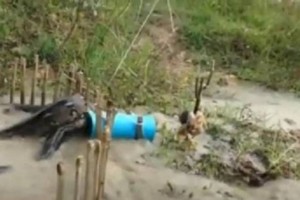 Видео с гигантской змеей, напавшей на курицу и попавшей в ловушку, обсуждают в сети