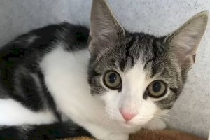 Не кот и не кошка: бесполый зверек озадачил ветеринаров