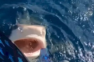 
                    Видео с девушкой, едва не нырнувшей в пасть акуле, обсуждают в сети
                