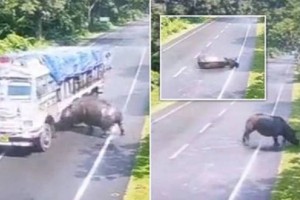 Видео столкновения грузовика с носорогом обсуждают в сети