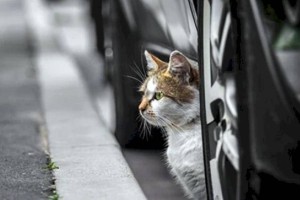 Женщина убила автолюбителя за то, что тот умышленно чуть не задавил кошку