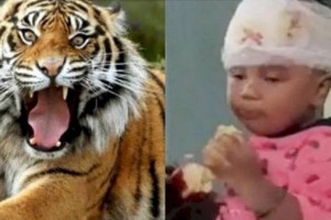 
                    Женщина вступила в схватку с тигром, защищая сына
                
