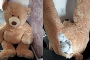 Преступник пытался спрятаться от полиции внутри плюшевого медведя