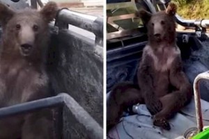 
                    Эйфория и опьянение: медвежонок воочию убедился, что существует «неправильный мед»
                