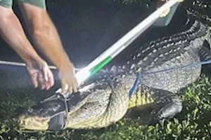 
                    Поимка трехметрового аллигатора у частного дома попала на видео
                