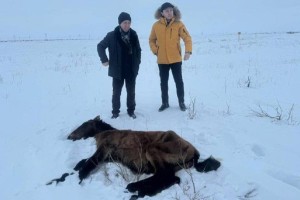 Падеж лошадей в Улытауской области: все погибшие животные не были идентифицированы