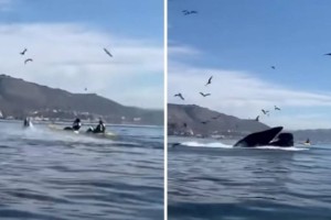 
                    Видео с горбатым китом, проглотившим двух женщин, шокировало зрителей
                