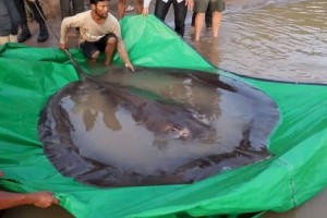 
                    Самую большую пресноводную рыбу в мире выловили в Камбодже
                