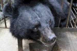 
                    Женщина два года держала медведя, считая его собакой
                