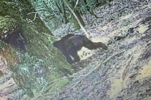 
                    Бигфут или медведь: странное фото горячо обсуждают в сети
                