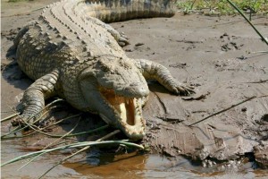 
                    Мужчина погиб, пытаясь защитить козу от крокодила
                
