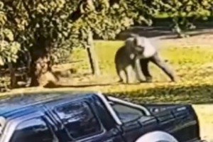 
                    Видео уличной драки человека с кенгуру обсуждают в сети
                