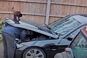 
                    Видео с кошкой, отомстившей хозяину за равнодушие, развеселило пользователей Сети
                