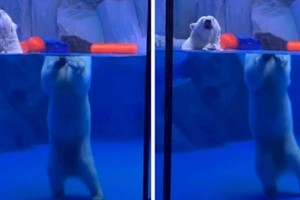 
                    Видео с «потерявшим голову» медведем обсуждают в сети
                