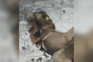 
                    Верблюды попали под поезд в Атырауской области
                